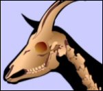 Goat animations