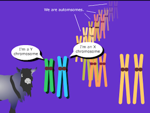 meiosis animations