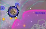 Herpes Virus Animations