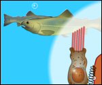 neuroscience animations